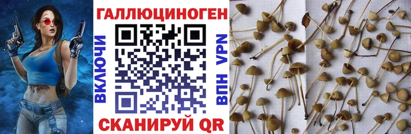 площадка Telegram  Карачаевск  Галлюциногенные грибы MAGIC MUSHROOMS 